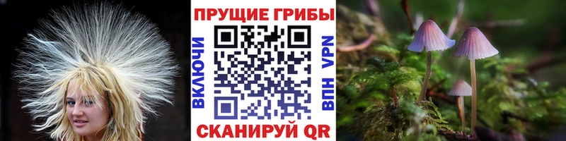 Купить где  Каменск-Шахтинский  Псилоцибиновые грибы Psilocybine cubensis 